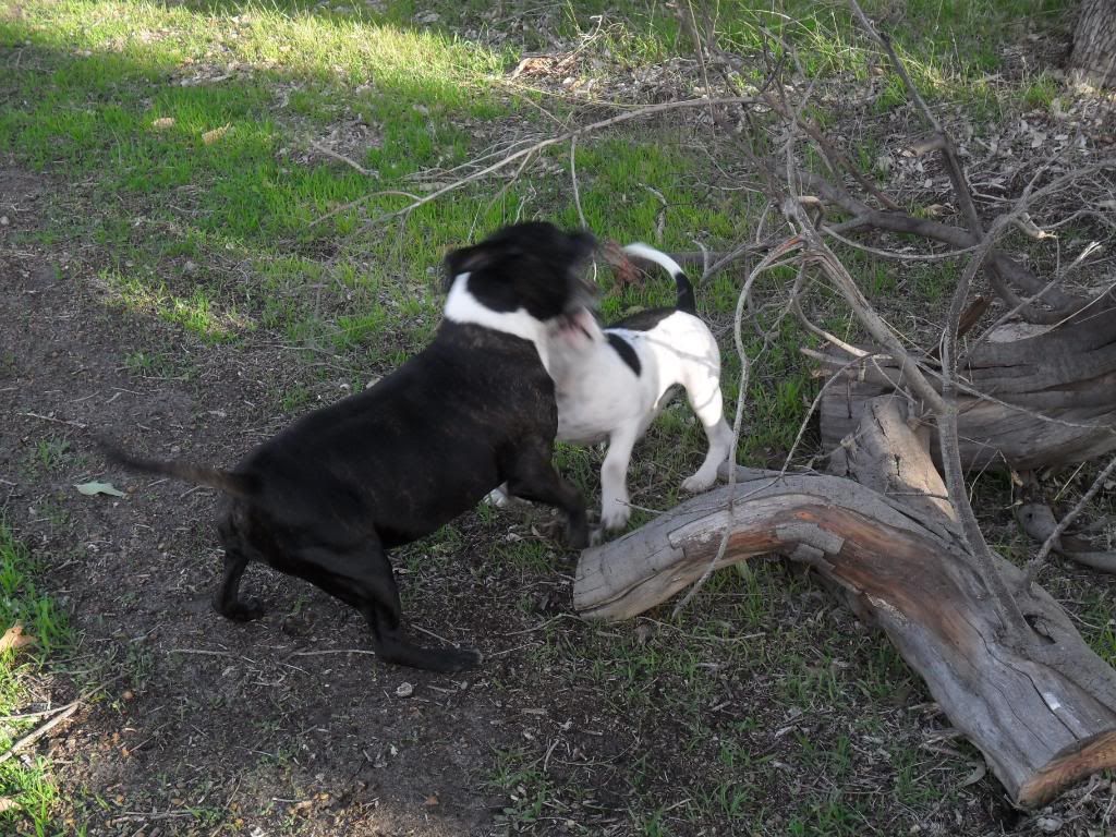 Winston and Jethro helping pick up sticks... 013-10