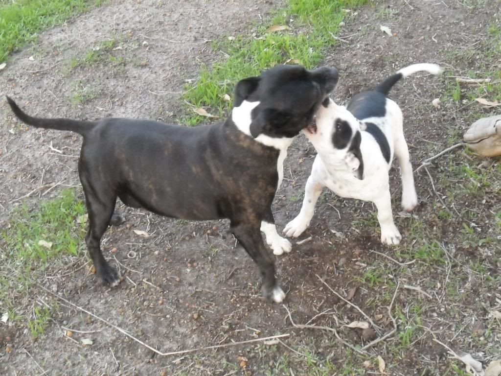 Winston and Jethro helping pick up sticks... 019-5