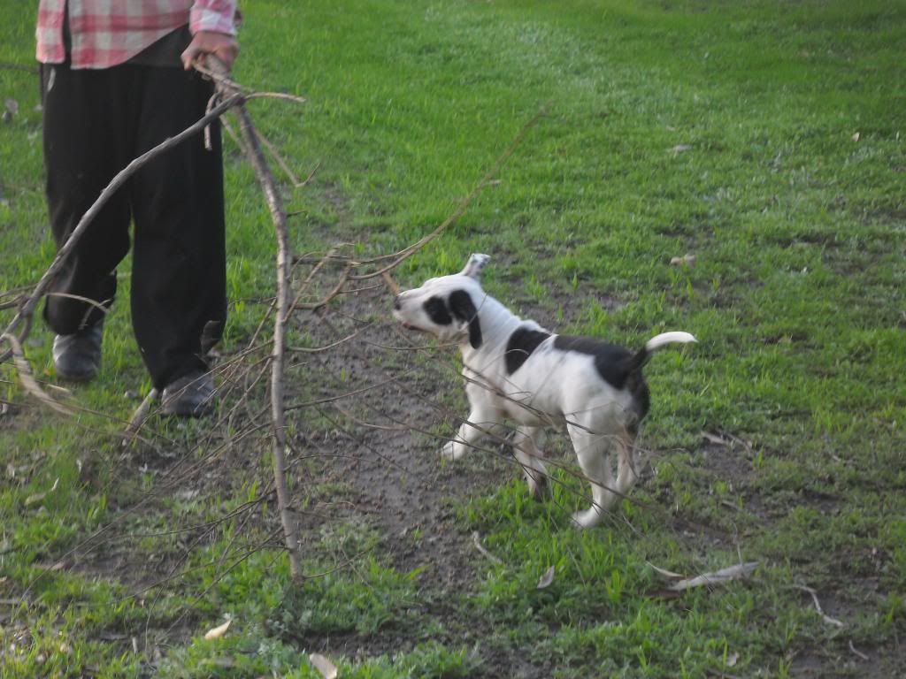 Winston and Jethro helping pick up sticks... 026-1