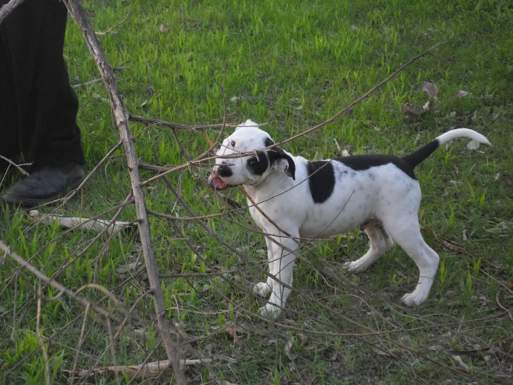 Winston and Jethro helping pick up sticks... 027-2