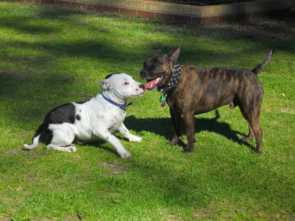 Winston playing with his chum Boss ( VERY pic heavy !! ) 030-5