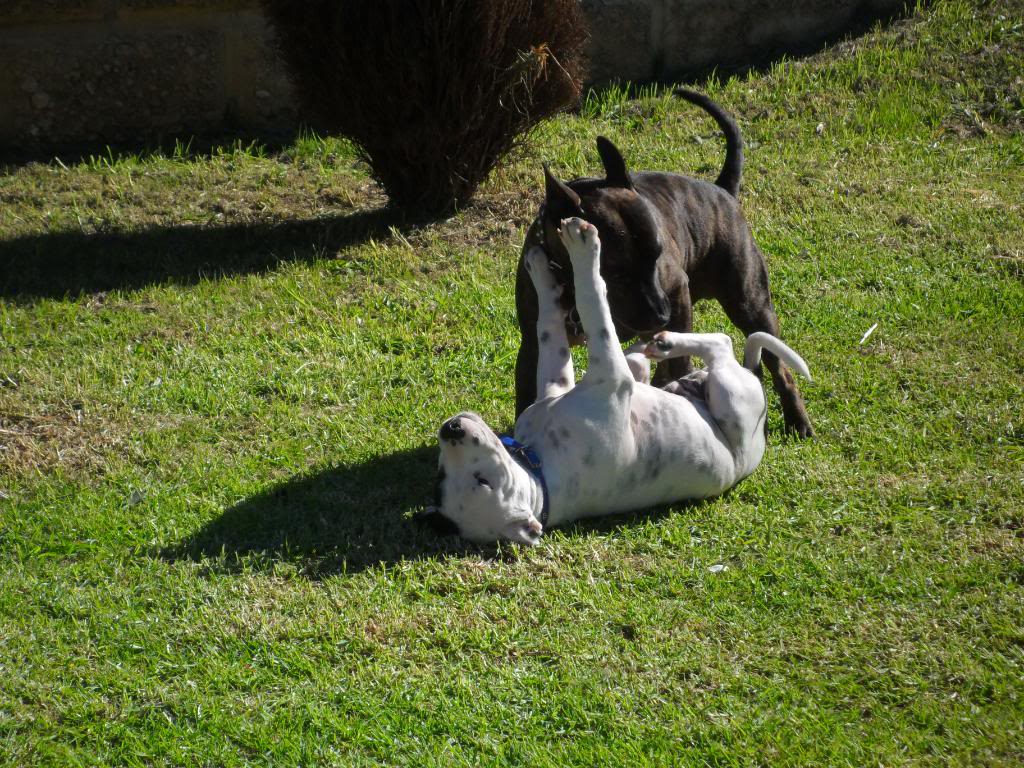 Winston playing with his chum Boss ( VERY pic heavy !! ) 052-3