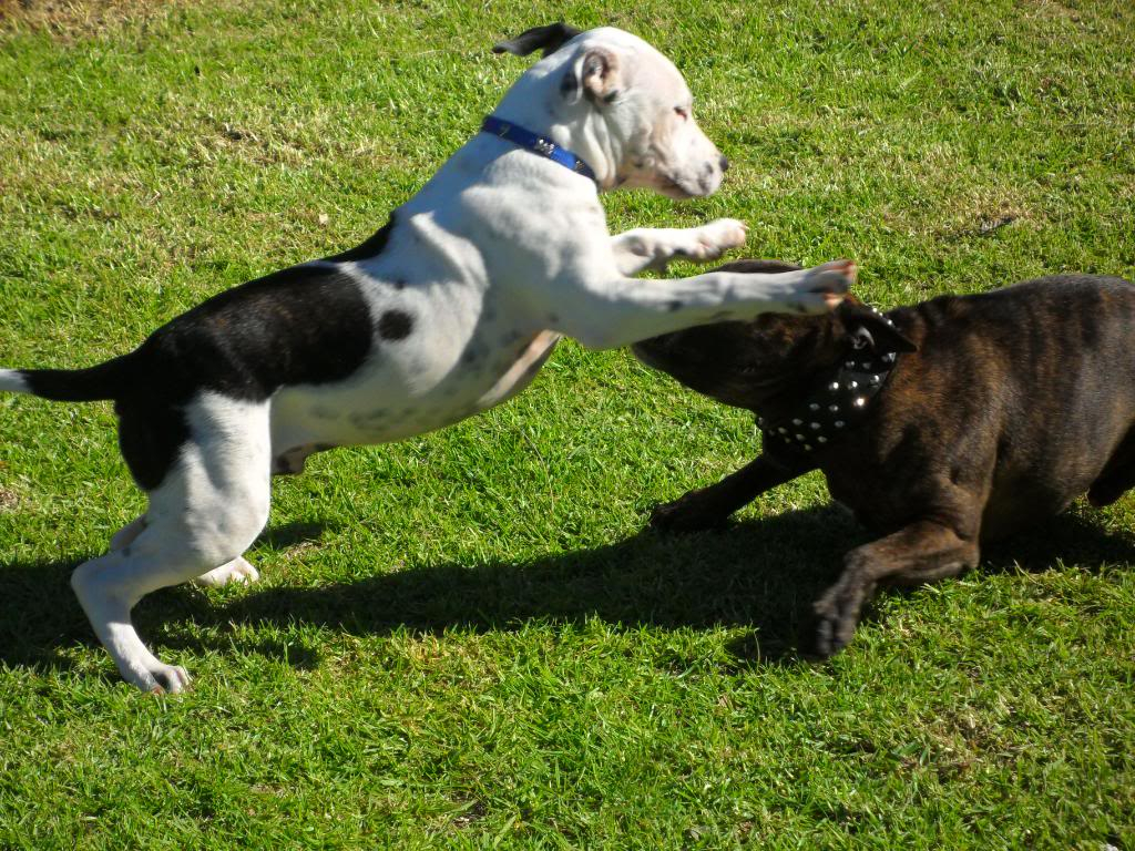 Winston playing with his chum Boss ( VERY pic heavy !! ) 067-2