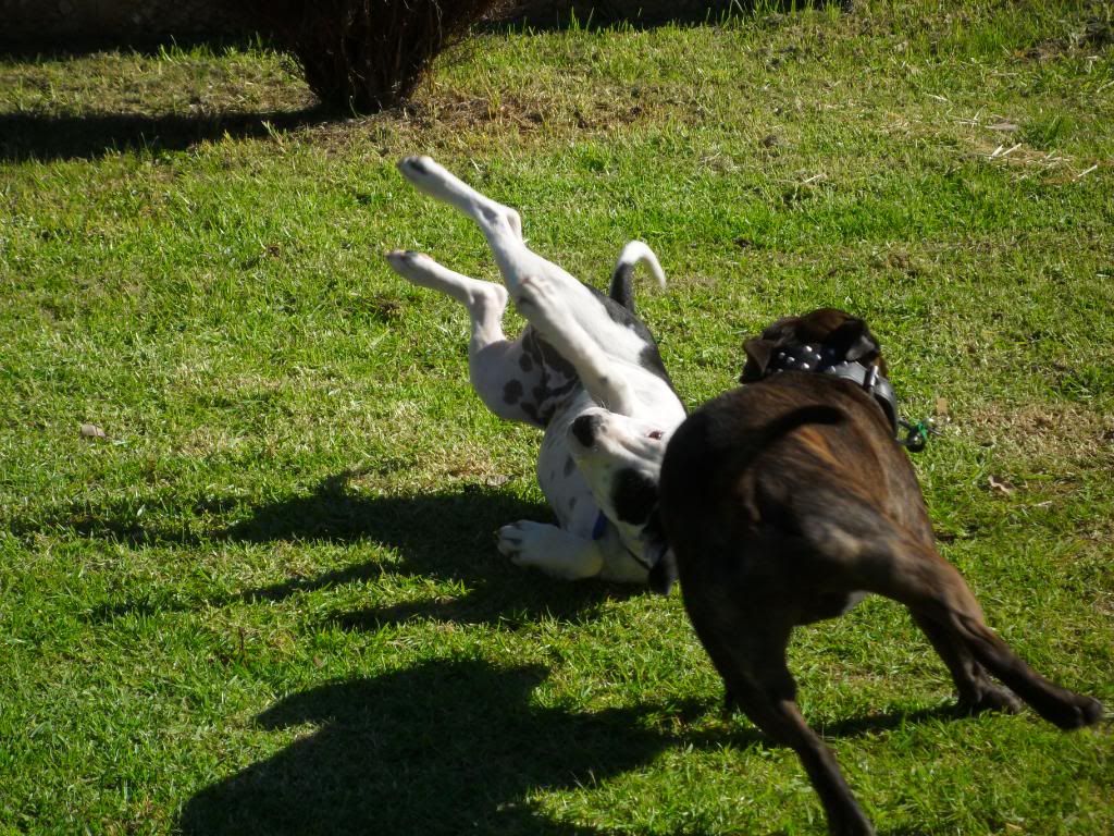 Winston playing with his chum Boss ( VERY pic heavy !! ) 068-3