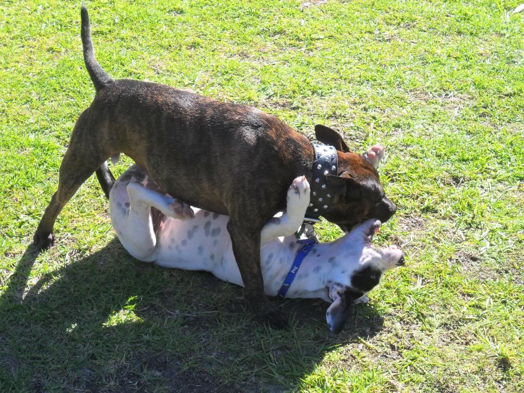 Winston playing with his chum Boss ( VERY pic heavy !! ) 075