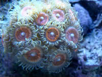 Caution When Handling Corals: Toxins DSC03534-1