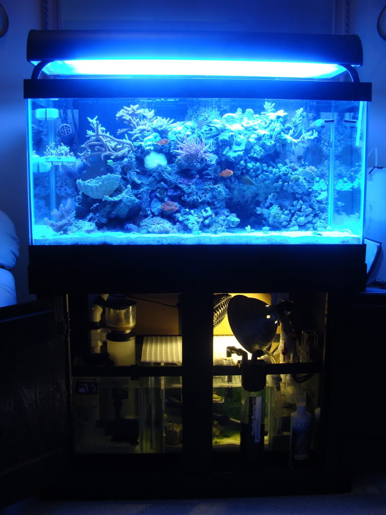 Samantha's 50 Gallon Mixed Reef Aquarium DSC05143