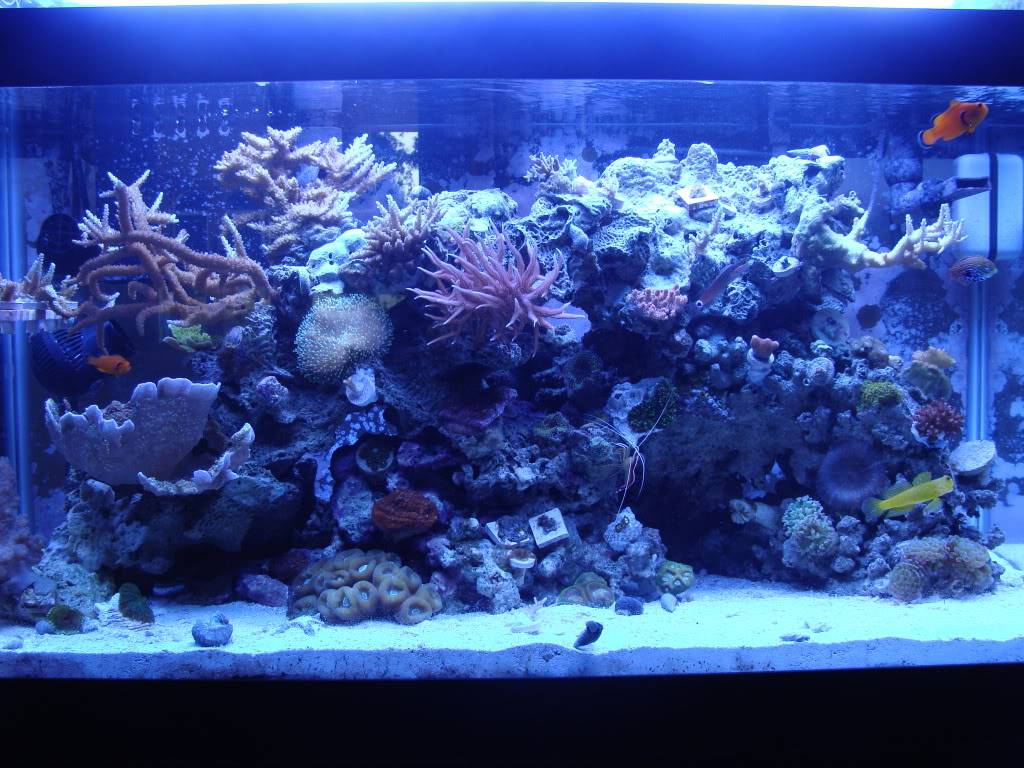 Samantha's 50 Gallon Mixed Reef Aquarium - Page 2 DSC05776