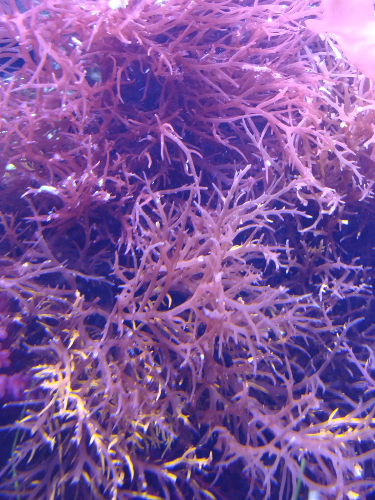 Samantha's 47 Gallon Macroalgae DT - Page 3 DSC05944