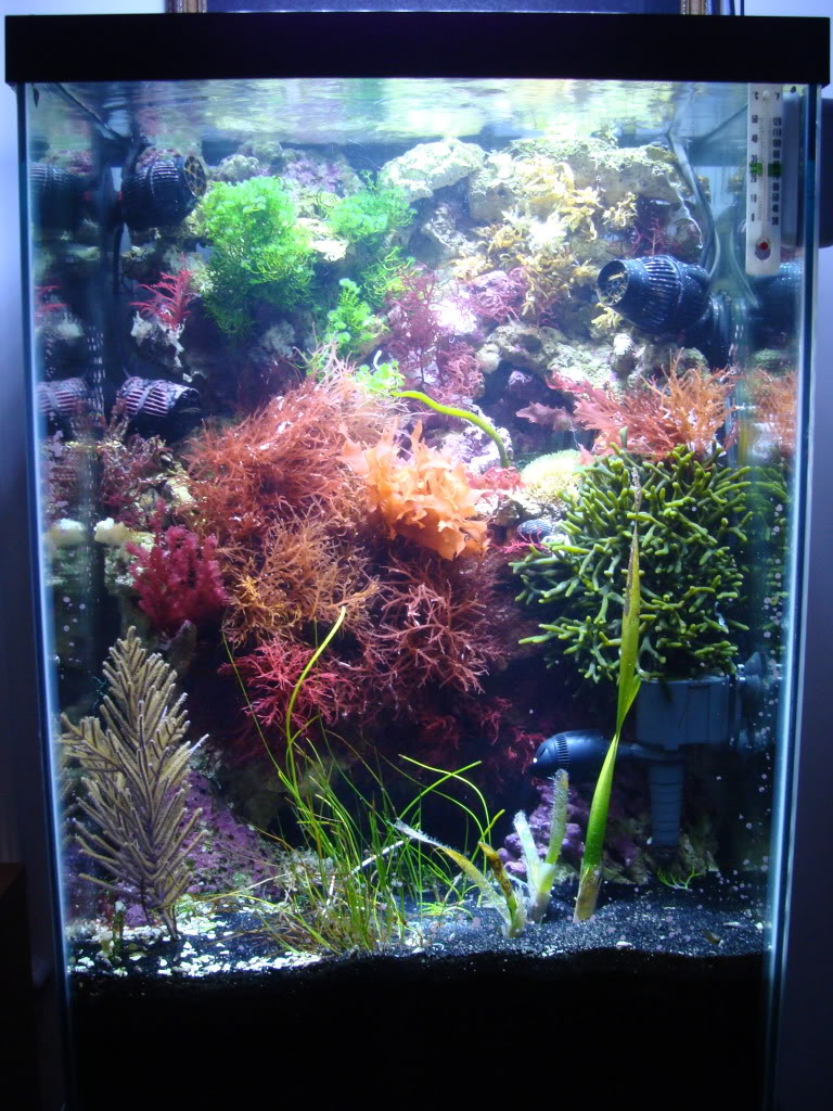 Samantha's 47 Gallon Macroalgae DT - Page 3 DSC05955