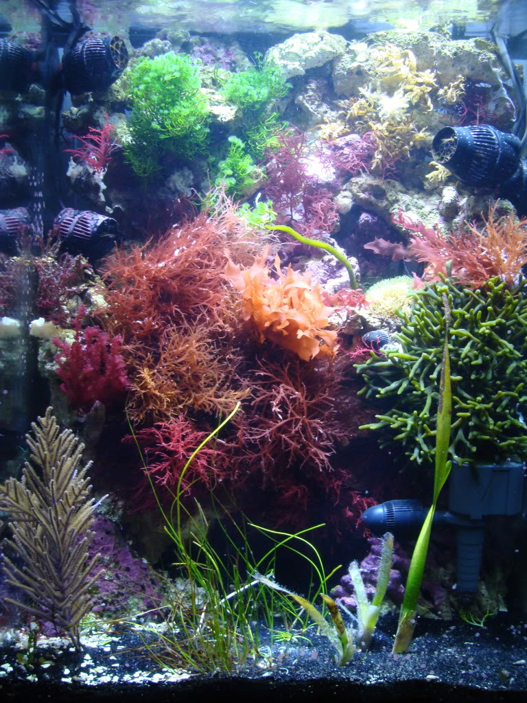 Samantha's 47 Gallon Macroalgae DT - Page 3 DSC05957