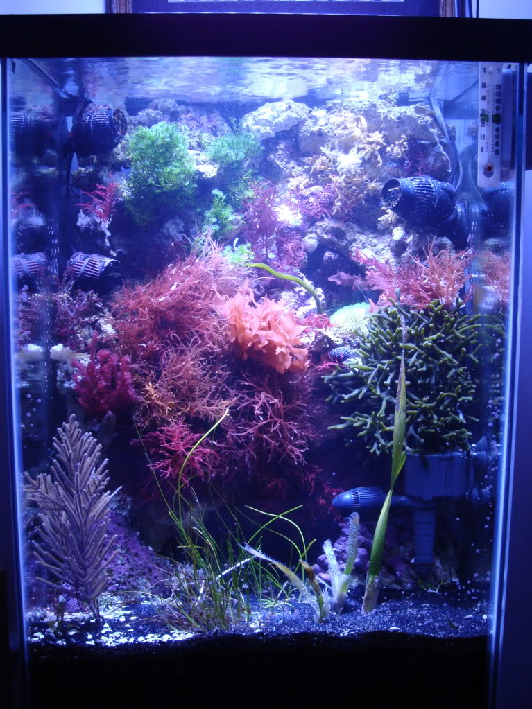 Samantha's 47 Gallon Macroalgae DT - Page 3 DSC05959