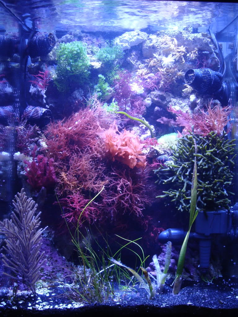 Samantha's 47 Gallon Macroalgae DT - Page 3 DSC05963