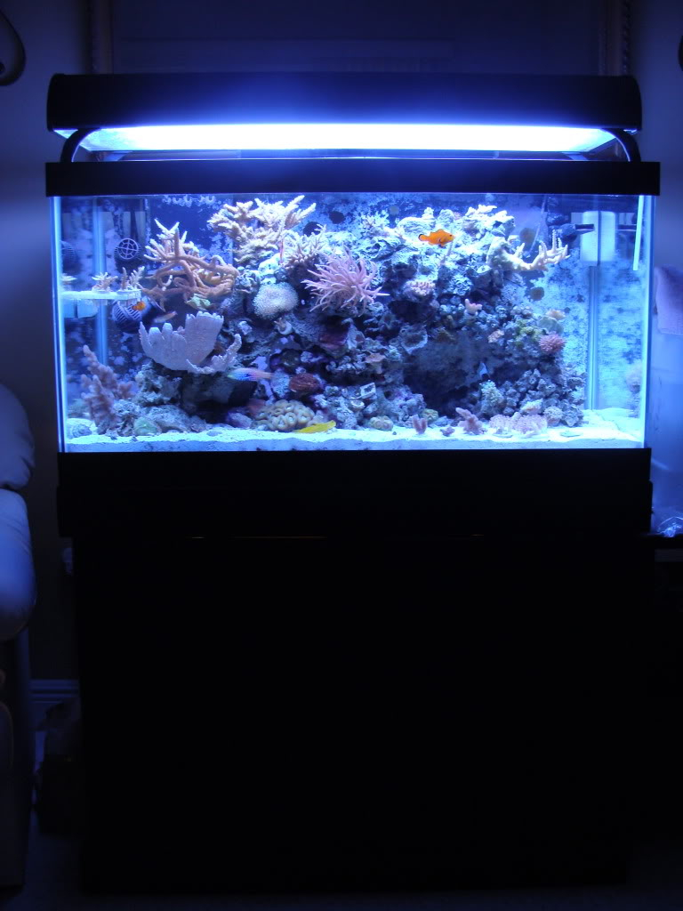 Samantha's 50 Gallon Mixed Reef Aquarium - Page 3 DSC06392