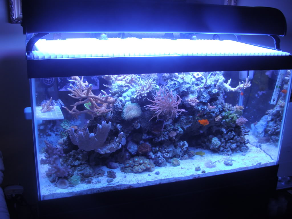 Samantha's 50 Gallon Mixed Reef Aquarium - Page 3 DSC06850