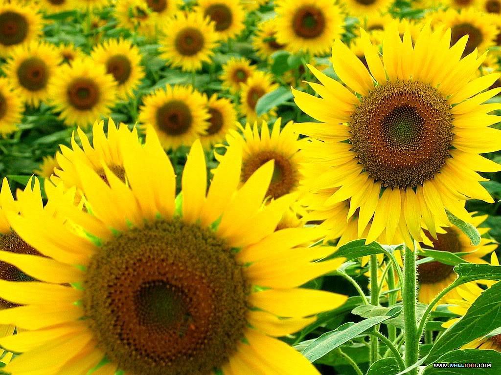 Nice Pics ^^ 01sunflowers16