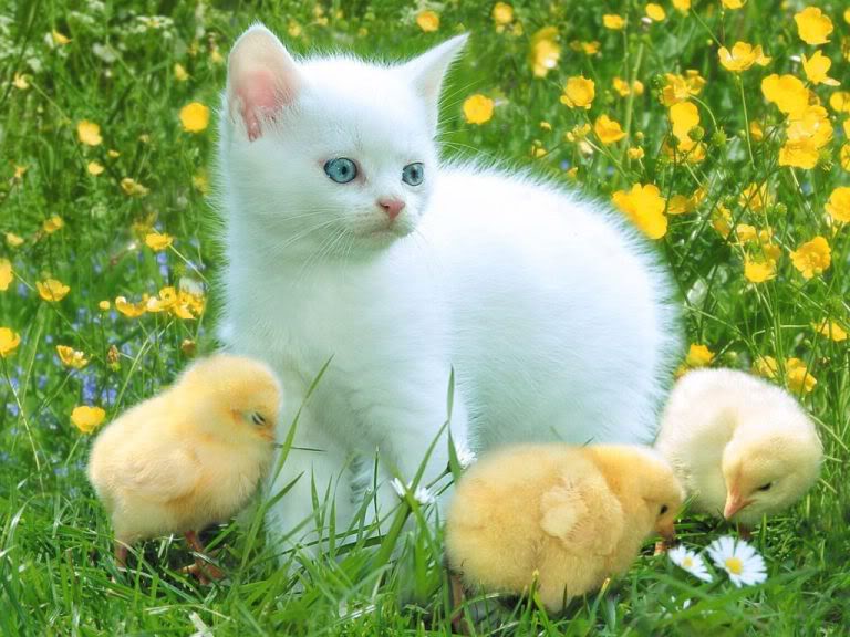 Cats_Kute ♥ Cat_Chicken