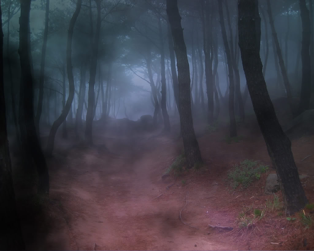 أجمل صور الضباب في الغابات  Forest_Fog_Bryce_55