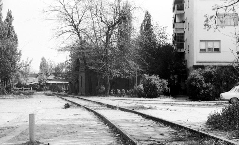 FOSTA LINIE BUCURESTI BANEASA - HERASTRAU- OBOR- 23 AUGUST - Pagina 2 1983_herastrau_tei_reinvierii_06_86