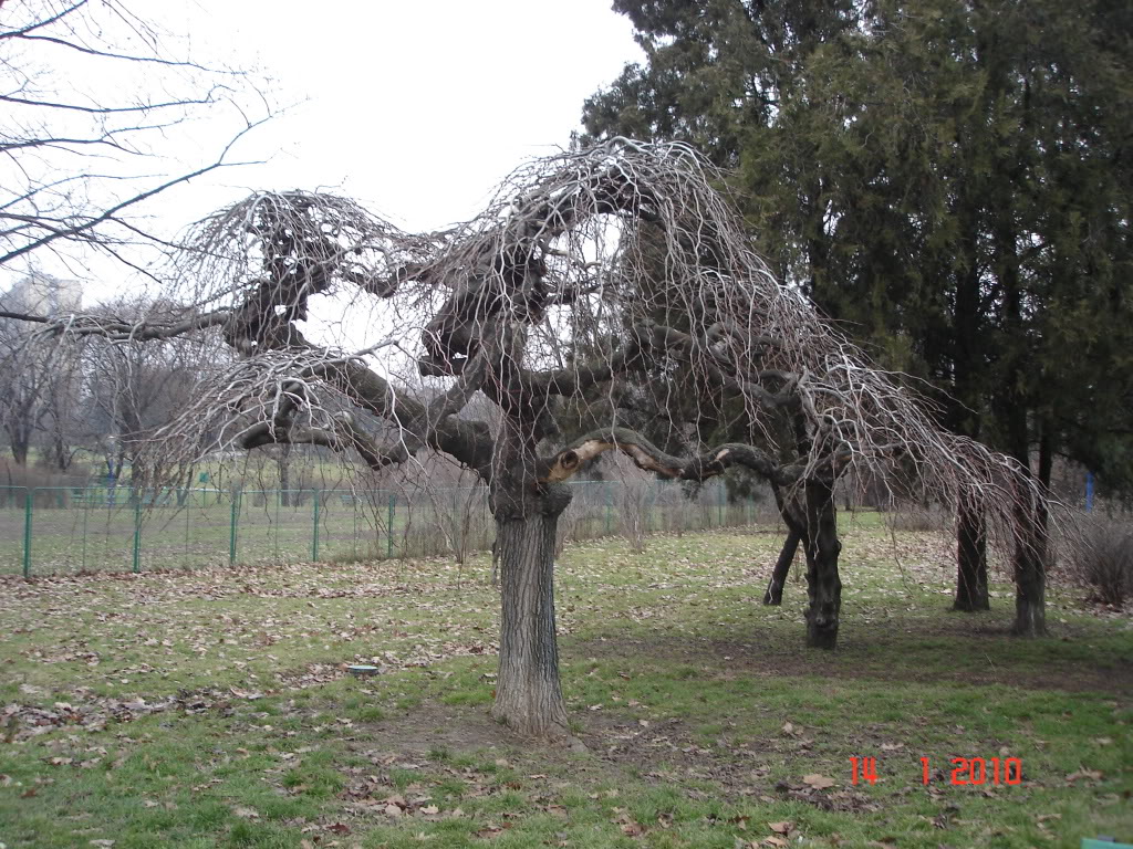 PARCUL CIRCULUI - BUCURESTI DSC08298