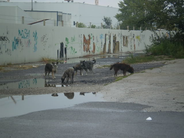 Bucureşti Cotroceni PA040034