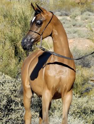 My Horses Bio's Arabian_horse_gelding