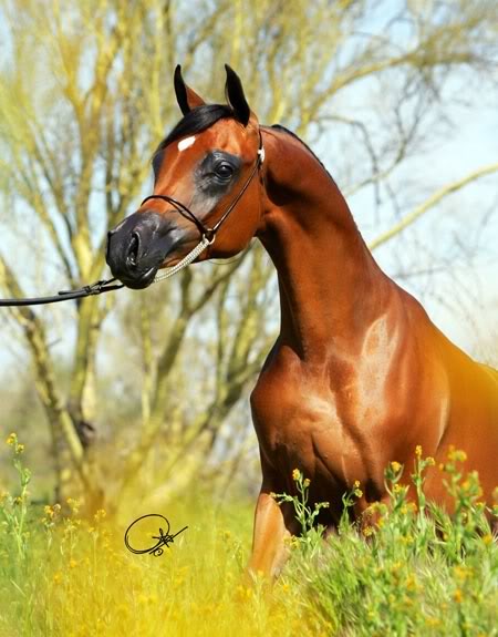 My Horses Bio's Horse_arabic