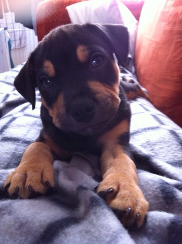 black and tan staffy puppies