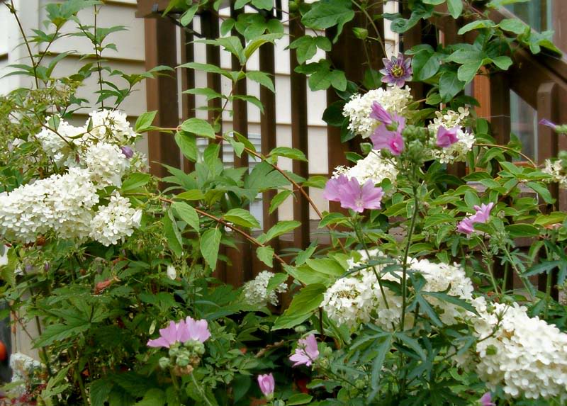 hydrangée qui file pas... Hydrangemauvepassiflore