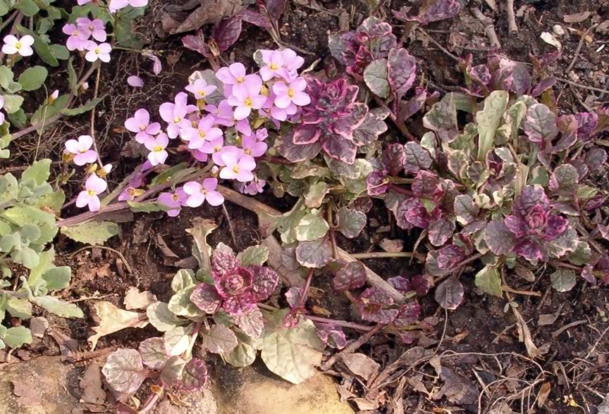 Ajuga reptans Arabetteetbugle