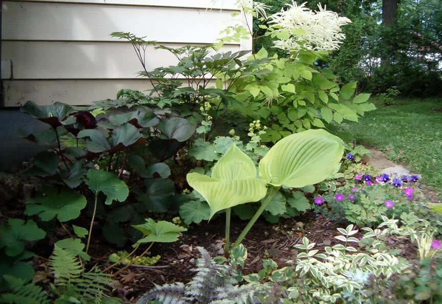 Aruncus dioïcus - Barbe de Bouc Barbedeboucligulaireetcimicifuga