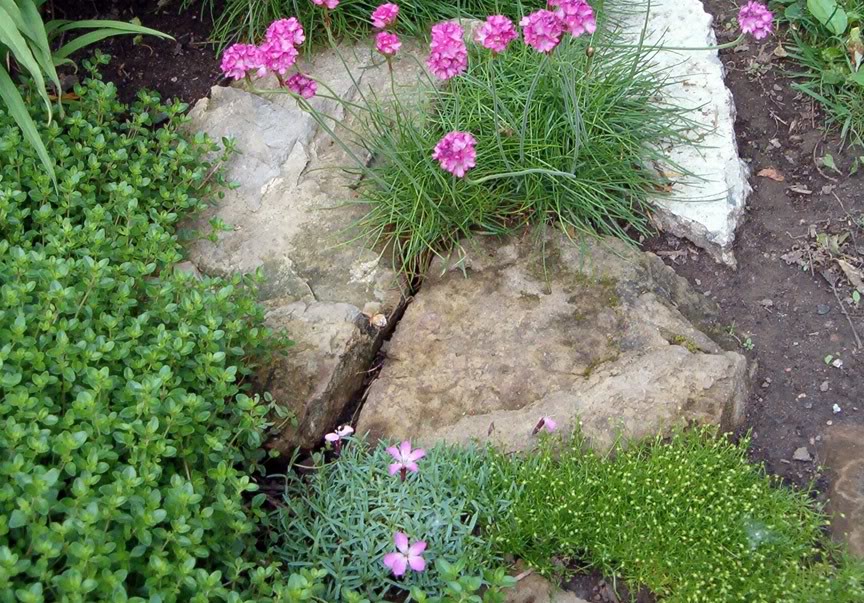 Armeria maritima - Gazon d'Espagne Dianthuslabourboule