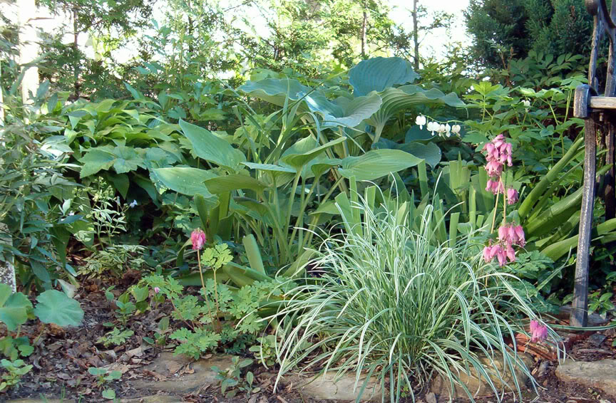 Arrhenatherum Bulbosum Variegatum (Tuber Oat Grass) Tubberoat2