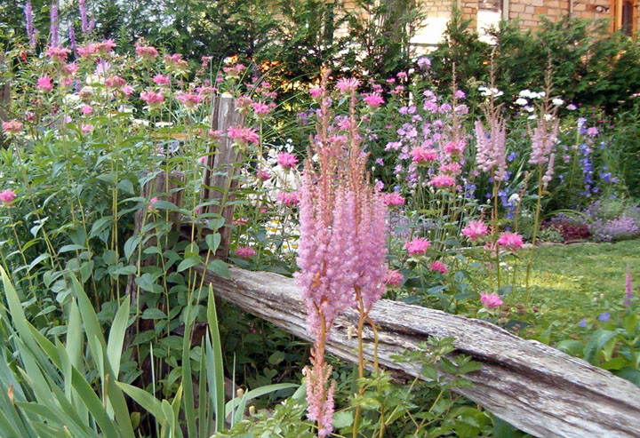 monarde pink tourmaline Astilbeetclture