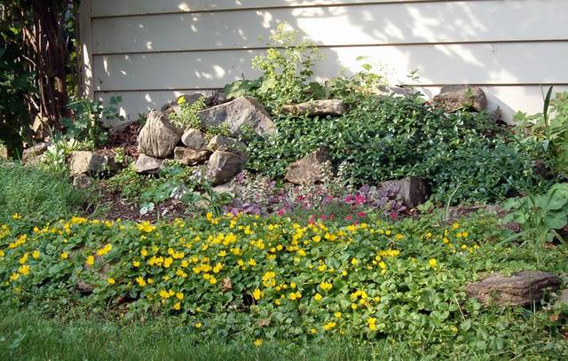 Lysimachia Lysimaqueenfleurs