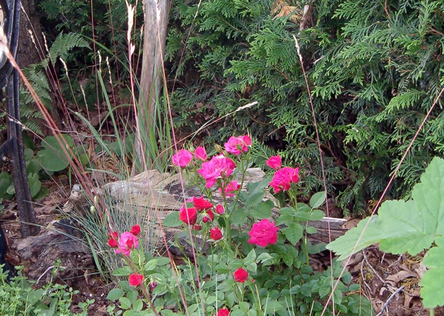 Festuca- fétuque Rosieretftuque2