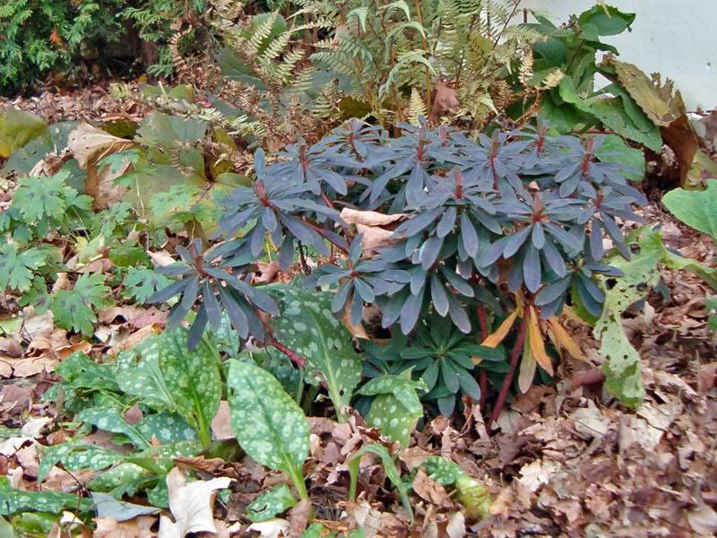 Euphorbia EuphorbiaamydagloidesPurpureaRubra