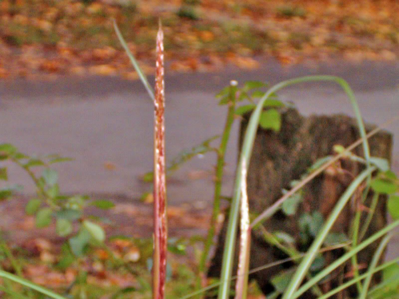 Miscanthus sinensis "Gracillimus" Pisgracillimus