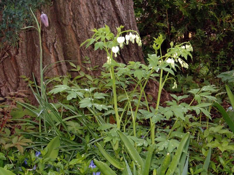 platebande sous les arbres Coeur-saignantsblancs