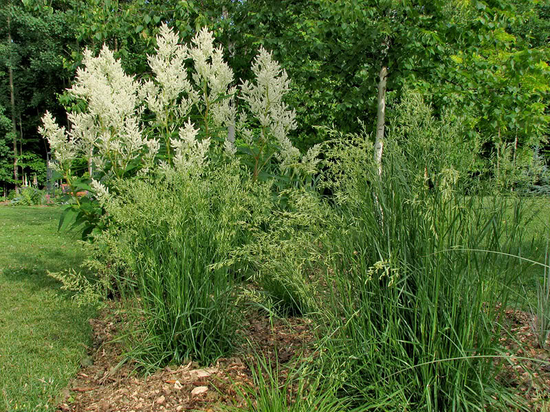 Deschampsia caespitosa (canche gazonnante) - Page 2 16juin2008016