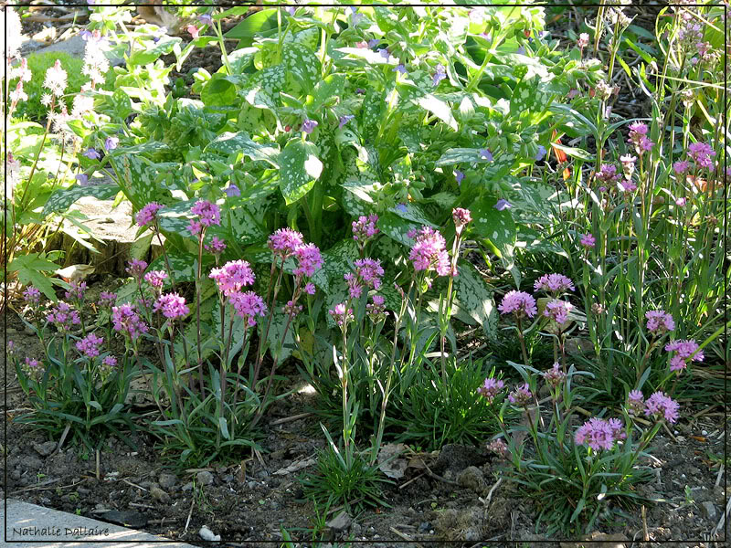 Lychnis Alpina (lychnis des alpes) 22avril2008644