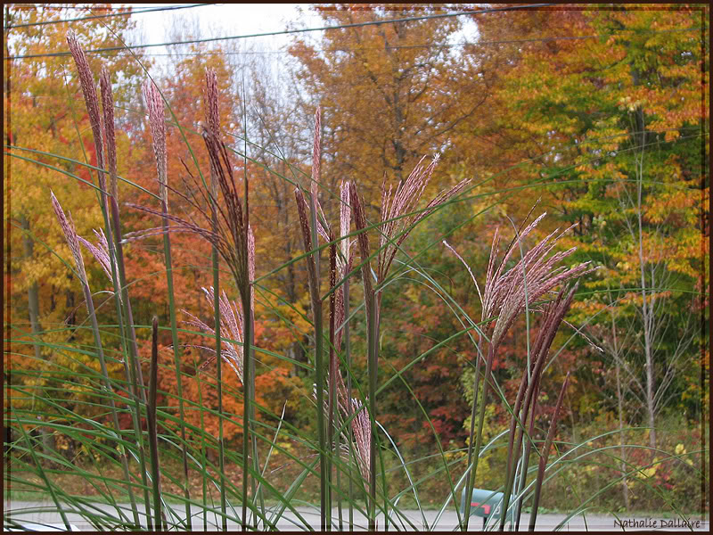 Miscanthus sinensis "Gracillimus" - Page 2 3octobre2008037