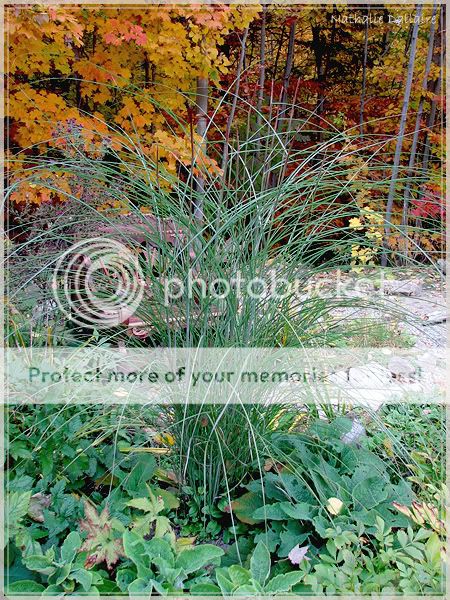 Miscanthus sinensis "Gracillimus" - Page 2 3octobre2008057