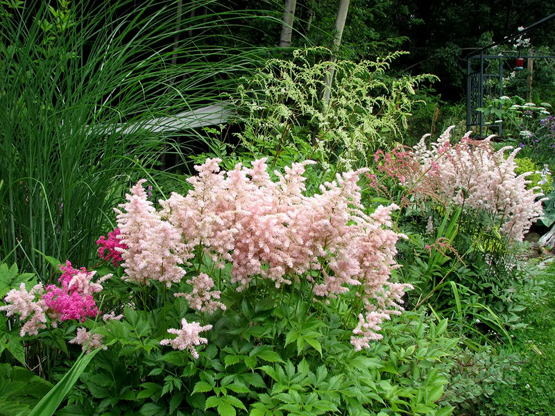 Astilbe thunbergii (Astilbe de Thunberg) 4juillet2009059