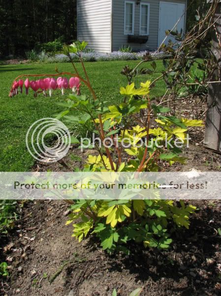 Dicentra spectabilis - Page 3 11mai2009027