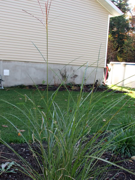 Miscanthus sinensis "Gracillimus" - Page 2 23octobre2007024