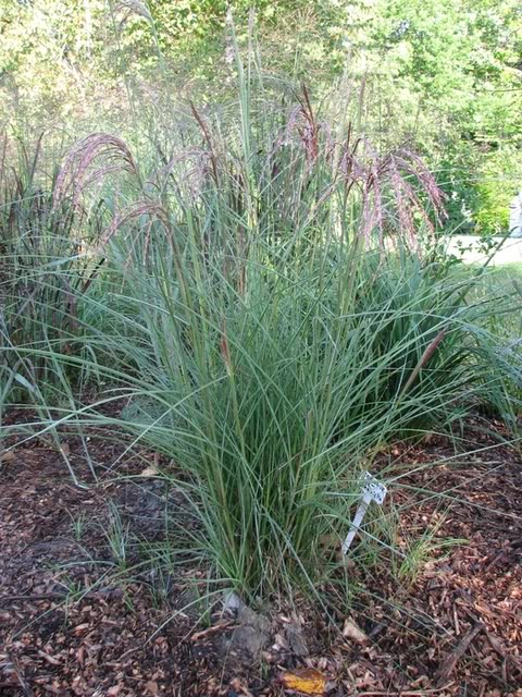 Miscanthus sinensis "Graziella" - Page 2 26aot2008196