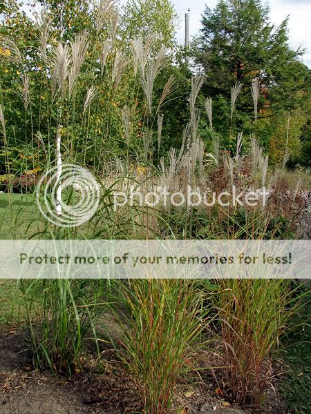 Miscanthus "Purpurescens" - Page 2 3octobre2008011