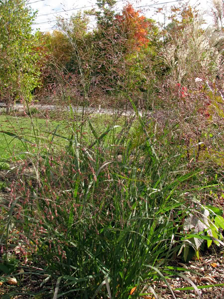 panicum squaw 3octobre2008020gramine