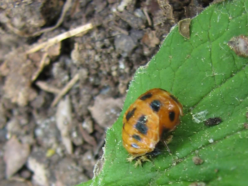 La vie du jardin Macroetsupermacro033